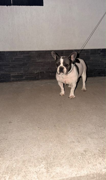 Bulldog france femela