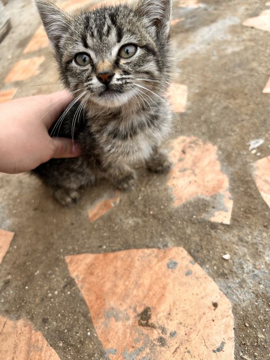 Ищем семью для котёнка!!!