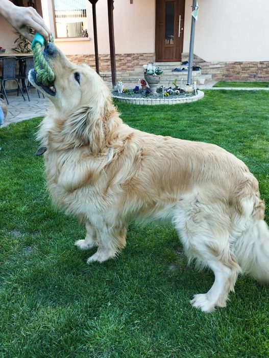 Голдън ретривър/Golden retriever