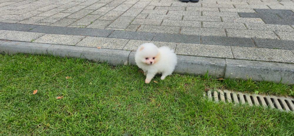 Женско померанче,померан