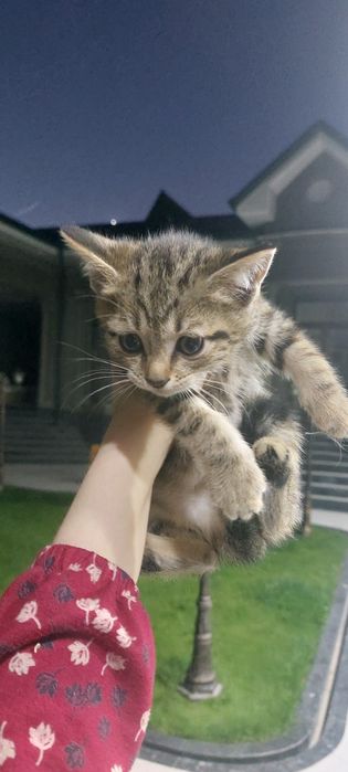 Отдаю котят БЕСПЛАТНО