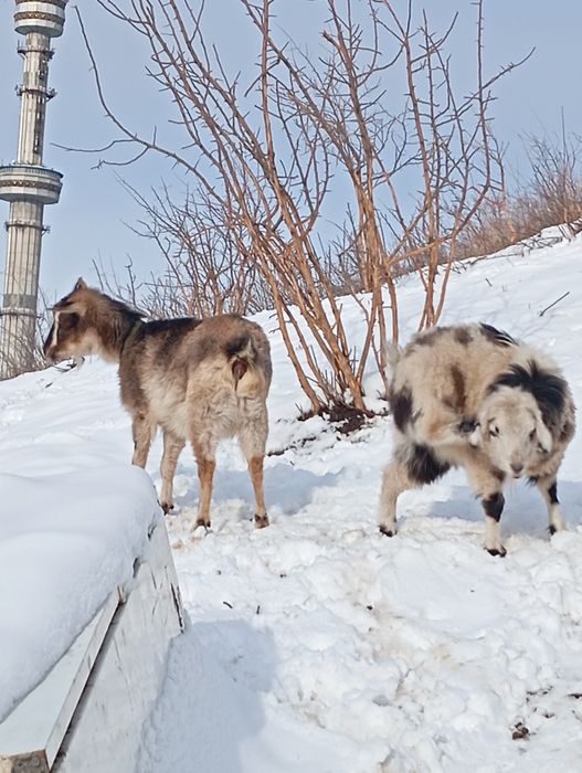 Козы породистые ,молочные.