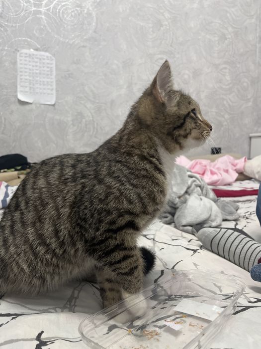 Мысық, котик 8 айлық срочно !!!