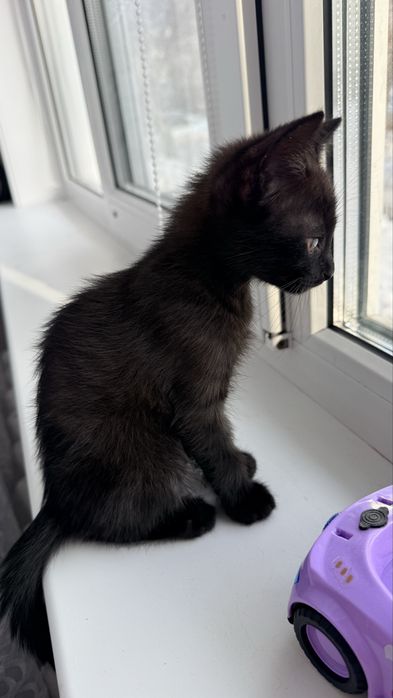 Отдам котят девочка мальчик