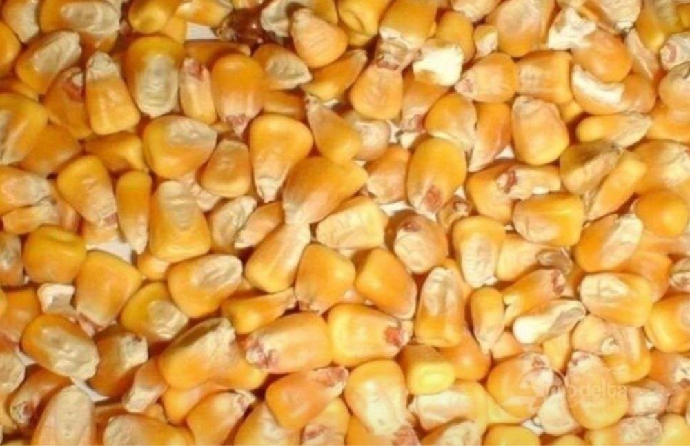 Tarate si Faina grau, Sare bulgari, Porumb boabe, Baloti Lucerna Fan