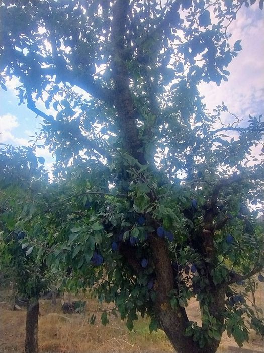 Prune Stanly și Darjan