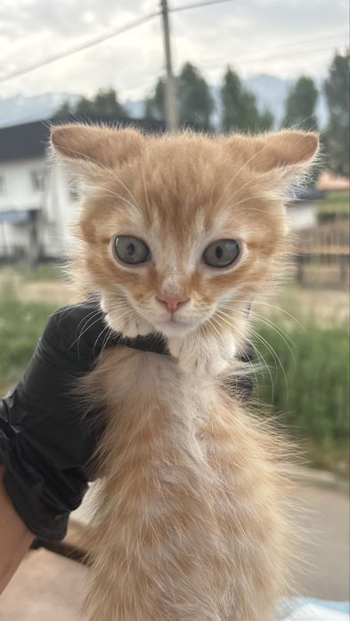 Котенок мальчик ищет дом