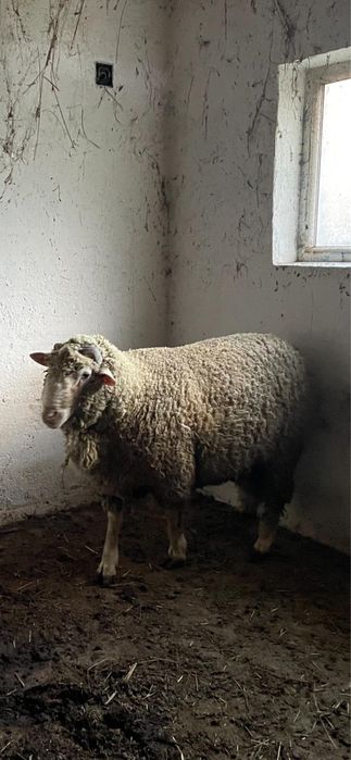 Berbec metis Merinos de Palas cu Ile de France