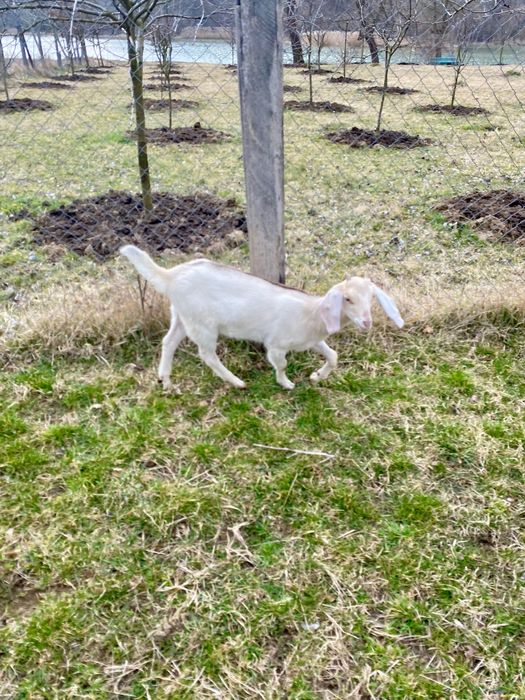 Iezi Anglo nubian metis cu alpin francez