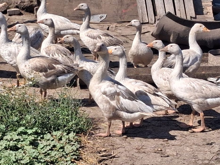 Boboci gâscă vând