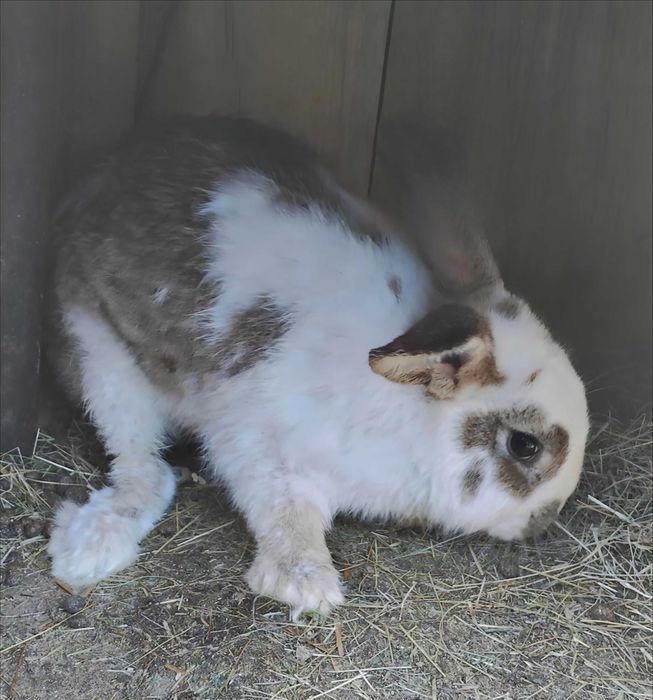 Vând iepuri de rasă mixtă