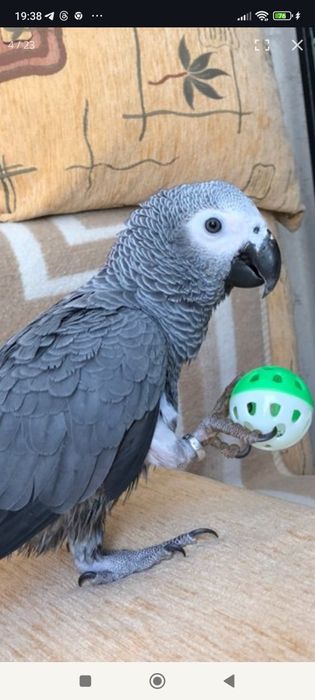 Жако папугай игривый