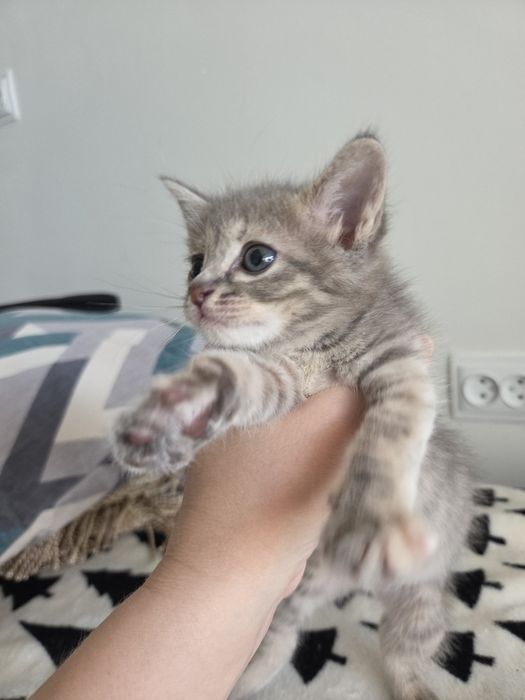 Отдам котенка в добрые руки