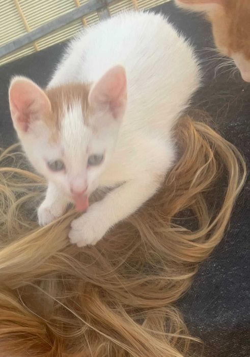 Donez pisica calico sterilizata si puii ei