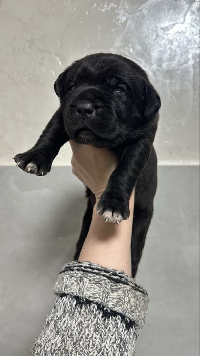 Щенки кане корсо