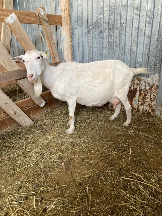 Сутти ешкилер...06