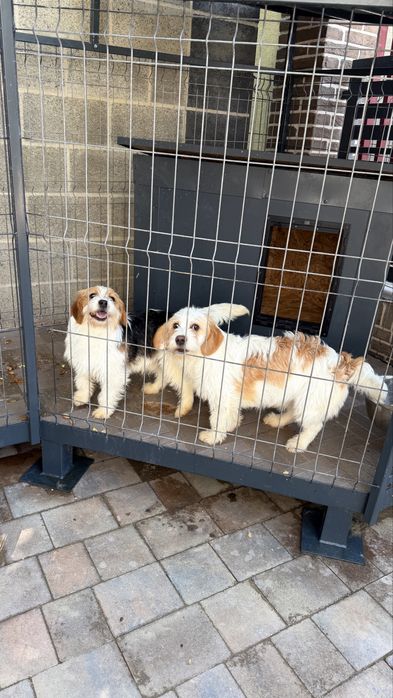Spre adoptie 2 căței cu varsta de 11 luni