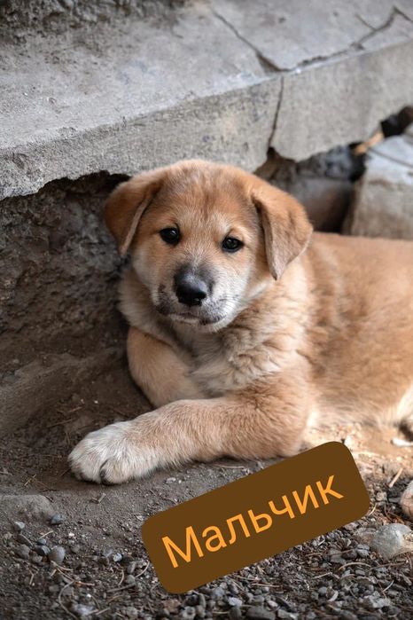 Срочно ищут дом!