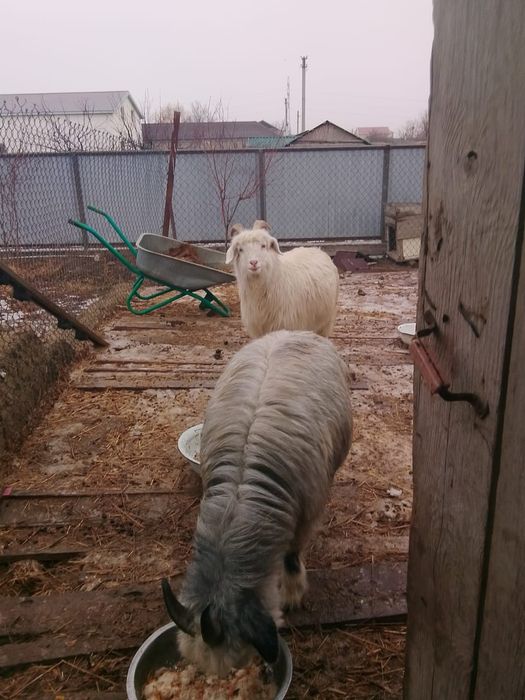 Еки ешки сатылады