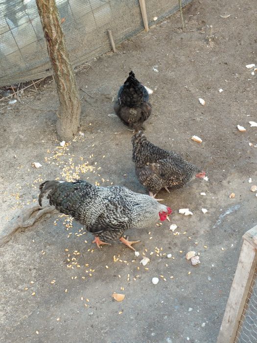 Cocoși și găini brahman