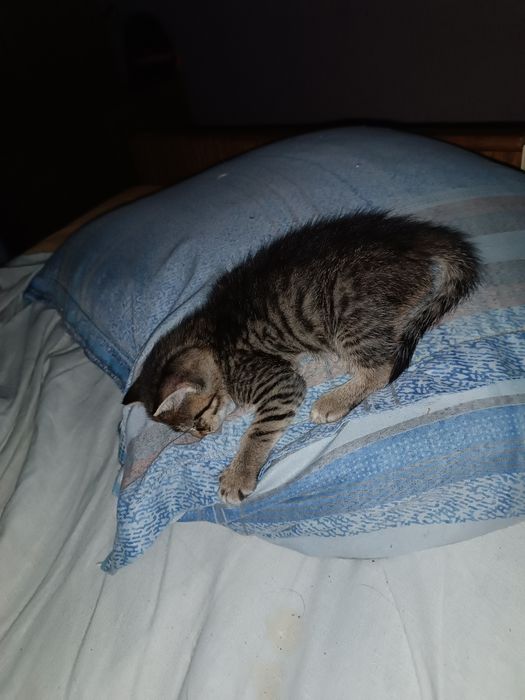 Котенок без породный