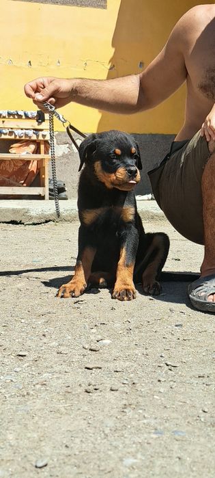 Pui Rottweiler talie mare