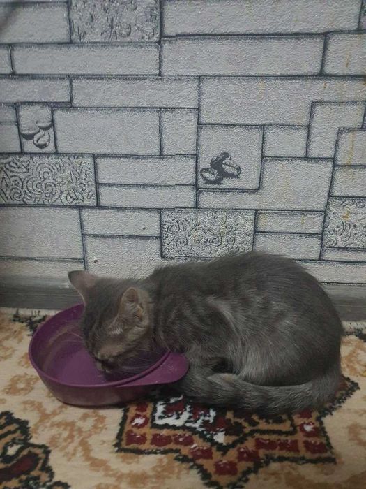 Котята 3 месяца в добрые руки