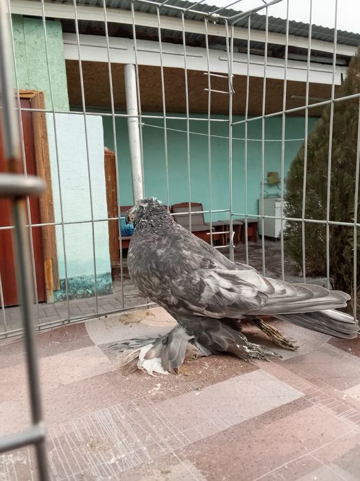 Тараз голуби продам