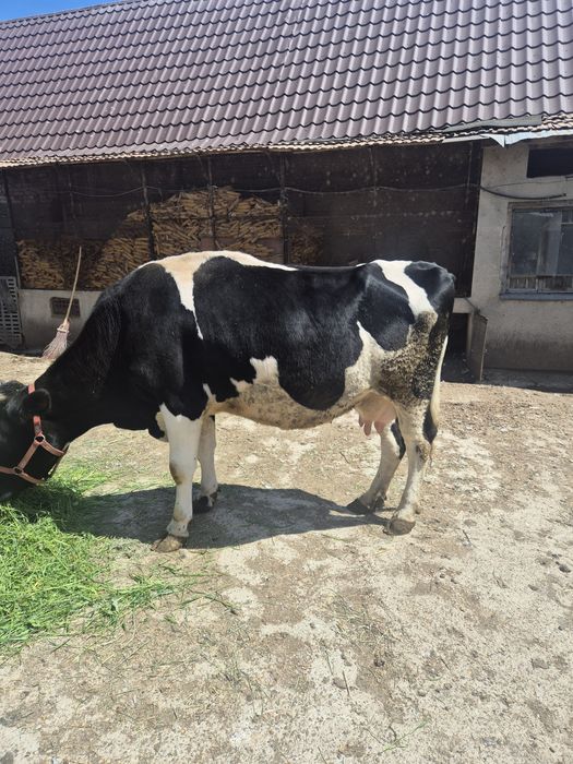 Vând vaca , 6 ani, pret 8 000 de lei negociabil
