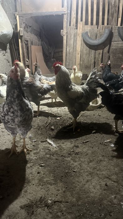 Продам петухов молодыйе