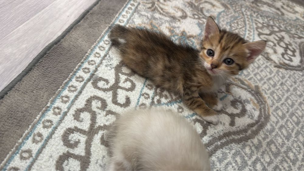 Отдам котят , по 5000т