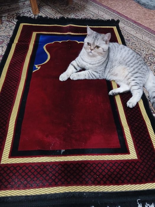 Для вязки моего кота