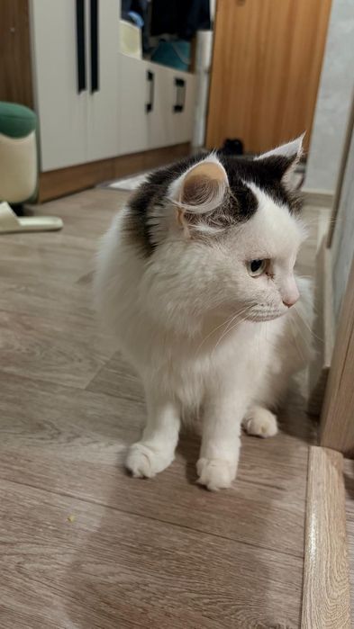 Отдам кошек в добрые руки