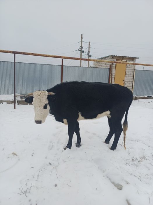 Бір туған сиыр сатылады. Екі жасар қашар сатылады. Күйлері жақсы .