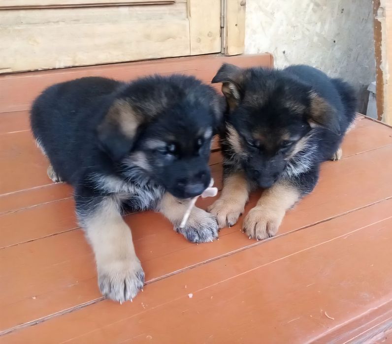 Продаются щенки немецкой овчарки