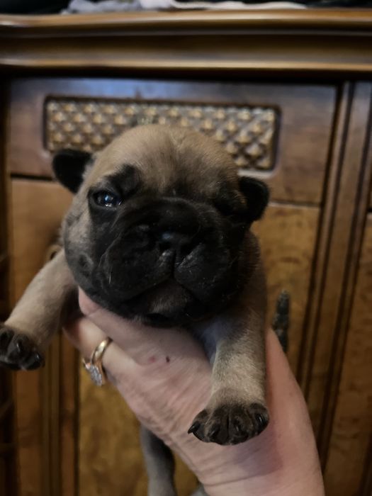 Шикарные французики