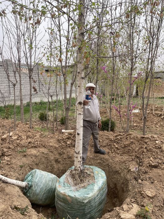 Beryoza oq qayin 5-7 metr rasprodaja narx