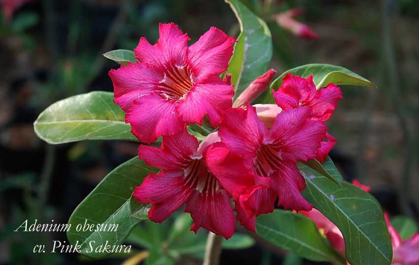 Plic 20 seminte Adenium obesum