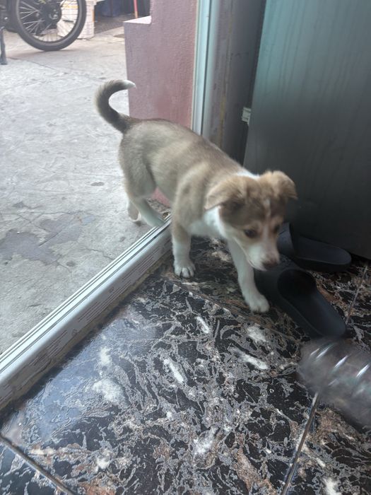 Donez catelus urgent