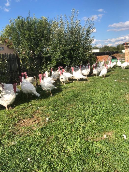 Curcani crescuti in curte in aer liber