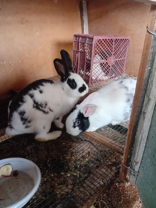 Panda quyon turishi zor