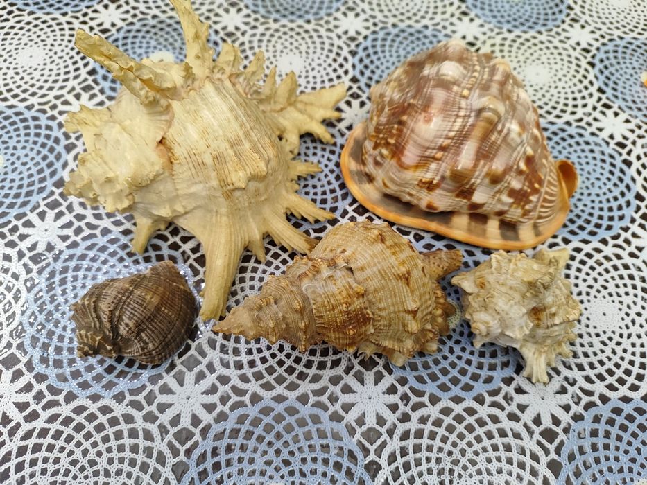 Продам Ракушки, Срочно!