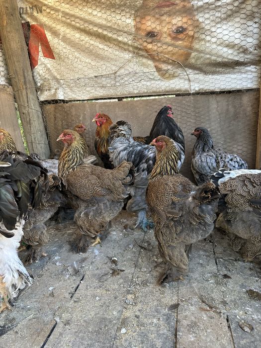 Familie brahma potarnichiu pe negru 3+1