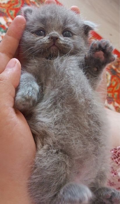 котенок 1,5 месяца