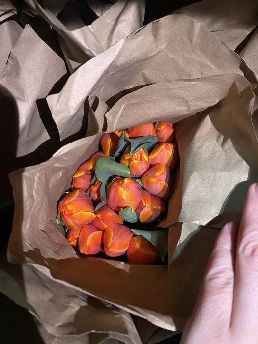 Тюльпан оптом 380