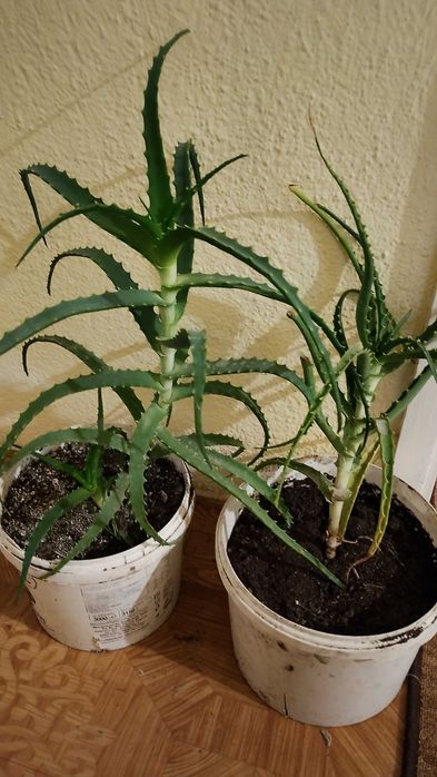 Живо алое вера за лечебна напитка – големи и малки растения