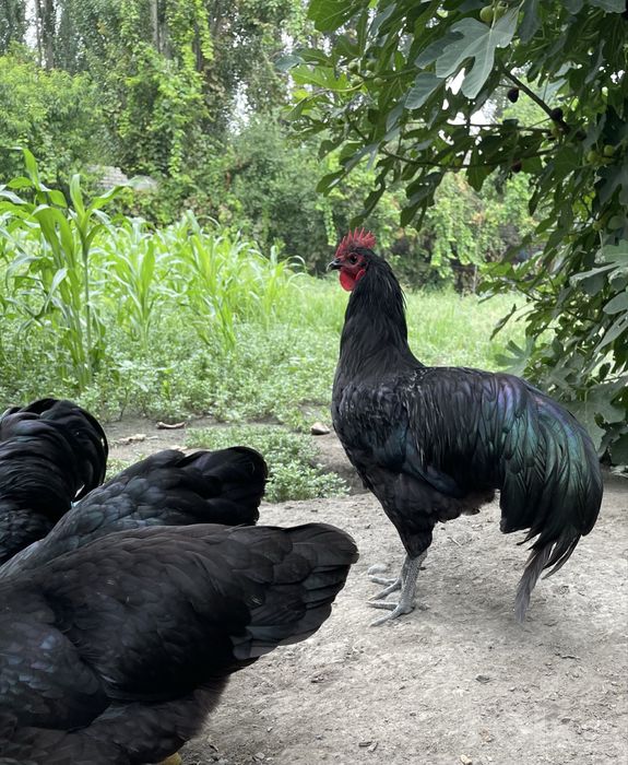 Australorp (ruminskiy) xo‘rozlar sotiladi
