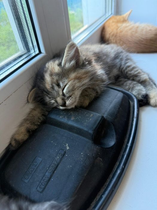 Отдам котят в добрые руки