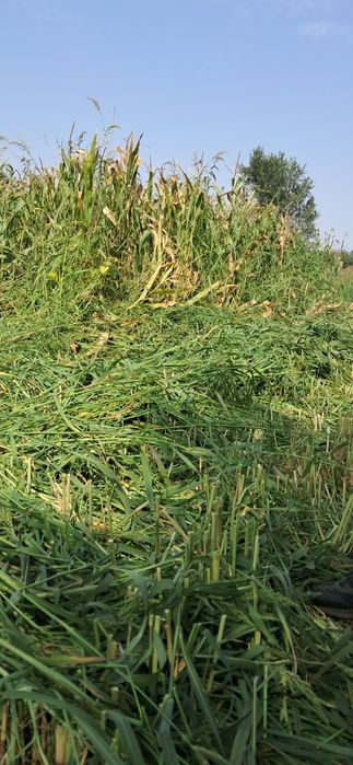 Сиырға жылқыға шөп сатамыз