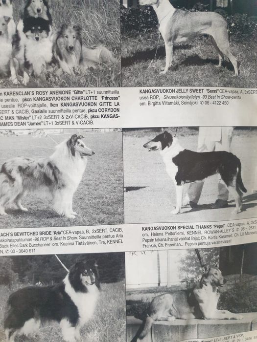 Колли ( Шотландская овчарка)